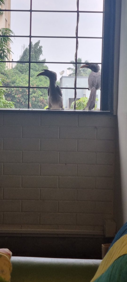 UrbanSantury's tweet photo. @IndiAves @timesofindia @fpjindia @mid_day #IndianGreyHornbill lovely couple on my window at #mumbai. No words to describe th feeling. https://t.co/97fptaf5l1