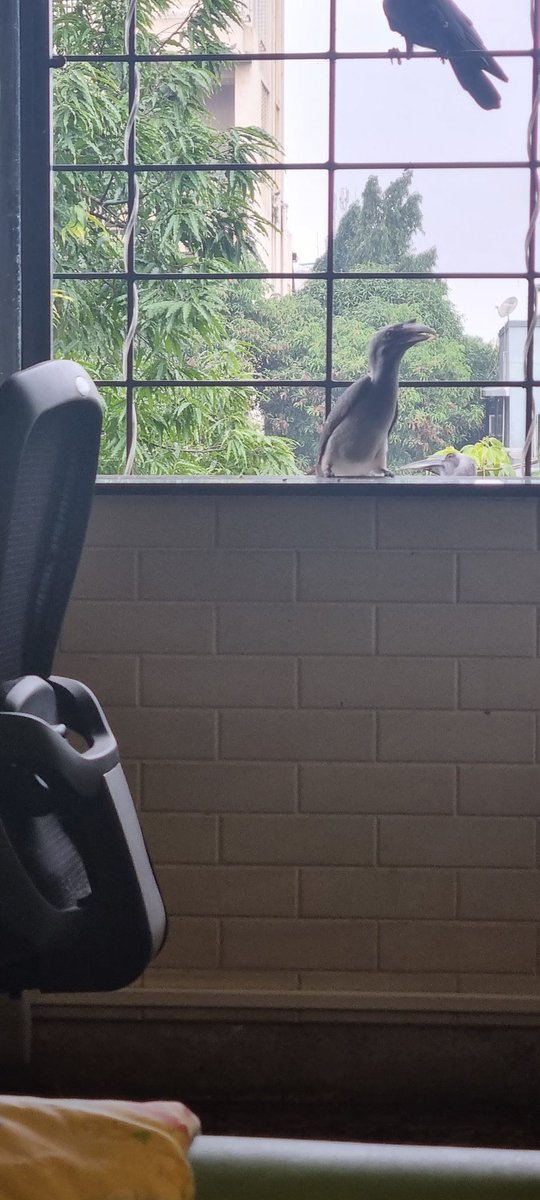 UrbanSantury's tweet photo. @IndiAves @timesofindia @fpjindia @mid_day #IndianGreyHornbill lovely couple on my window at #mumbai. No words to describe th feeling. https://t.co/97fptaf5l1