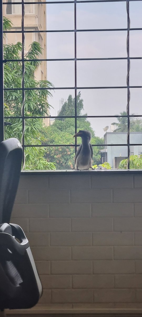 UrbanSantury's tweet photo. @IndiAves @timesofindia @fpjindia @mid_day #IndianGreyHornbill lovely couple on my window at #mumbai. No words to describe th feeling. https://t.co/97fptaf5l1