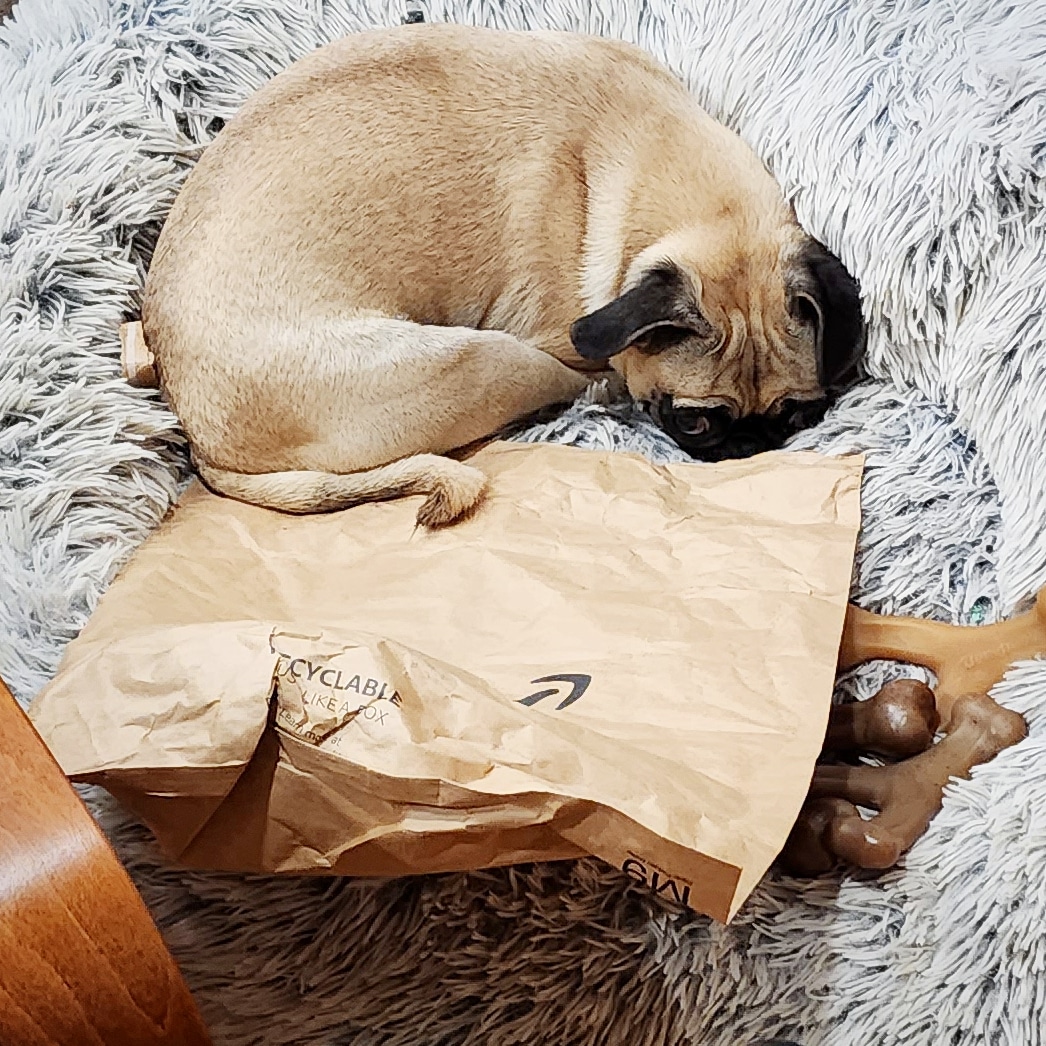 funaek's tweet photo. When she knows she shouldn't have gone through the recycle bin. #pikapug #pikawhopikayou #guiltyface https://t.co/4s9gcbkIrZ