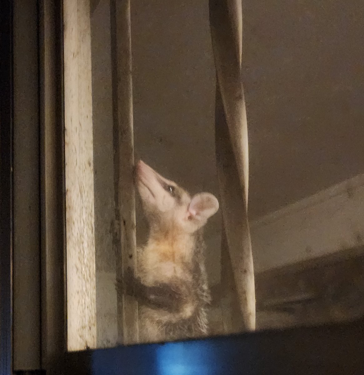 THYDMike's tweet photo. Marsupials have claimed my back porch... https://t.co/rf02EAF5SJ