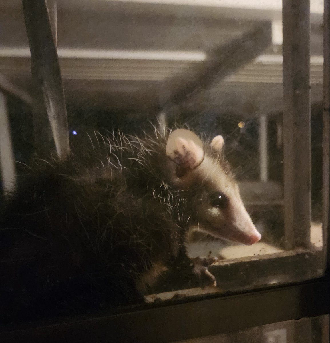 THYDMike's tweet photo. Marsupials have claimed my back porch... https://t.co/rf02EAF5SJ