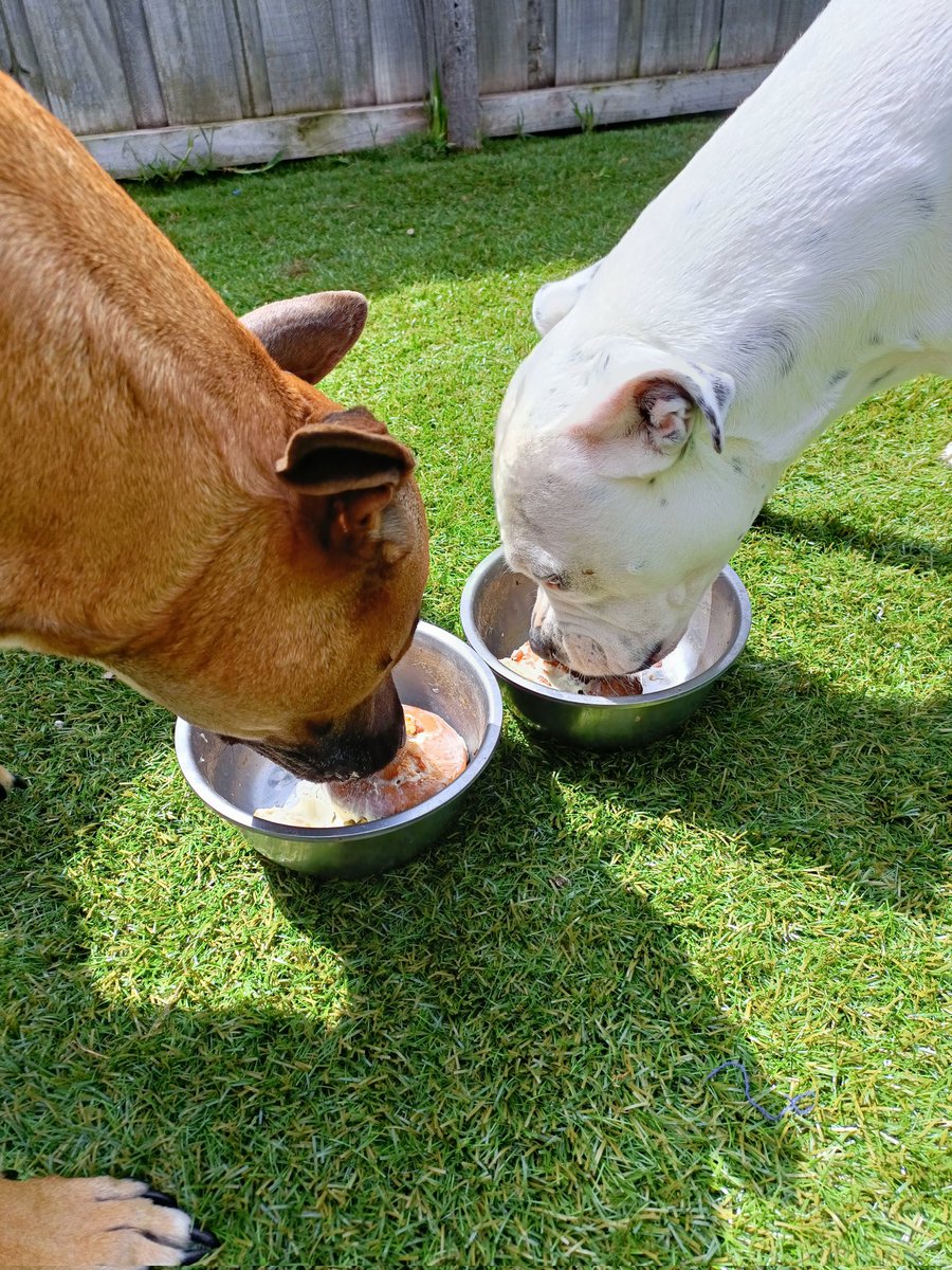 KyezTv's tweet photo. Happy birthday to our fur babies Brutus and Jax!!! https://t.co/PuJply9cpn