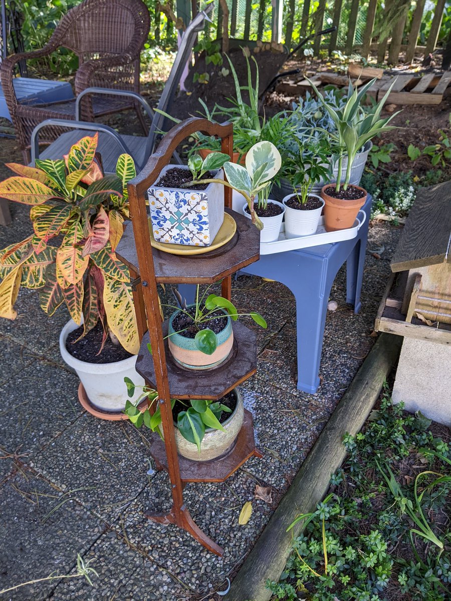I haven't gone into my vegetable garden in several days (a few weeks?) thanks to grief. The size of the season's last okra, for shame. On the other hand, I tended to the houseplants and we were all very happy.