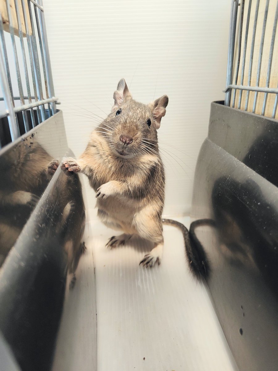 degu_potato's tweet image. 今日のめーちゃん