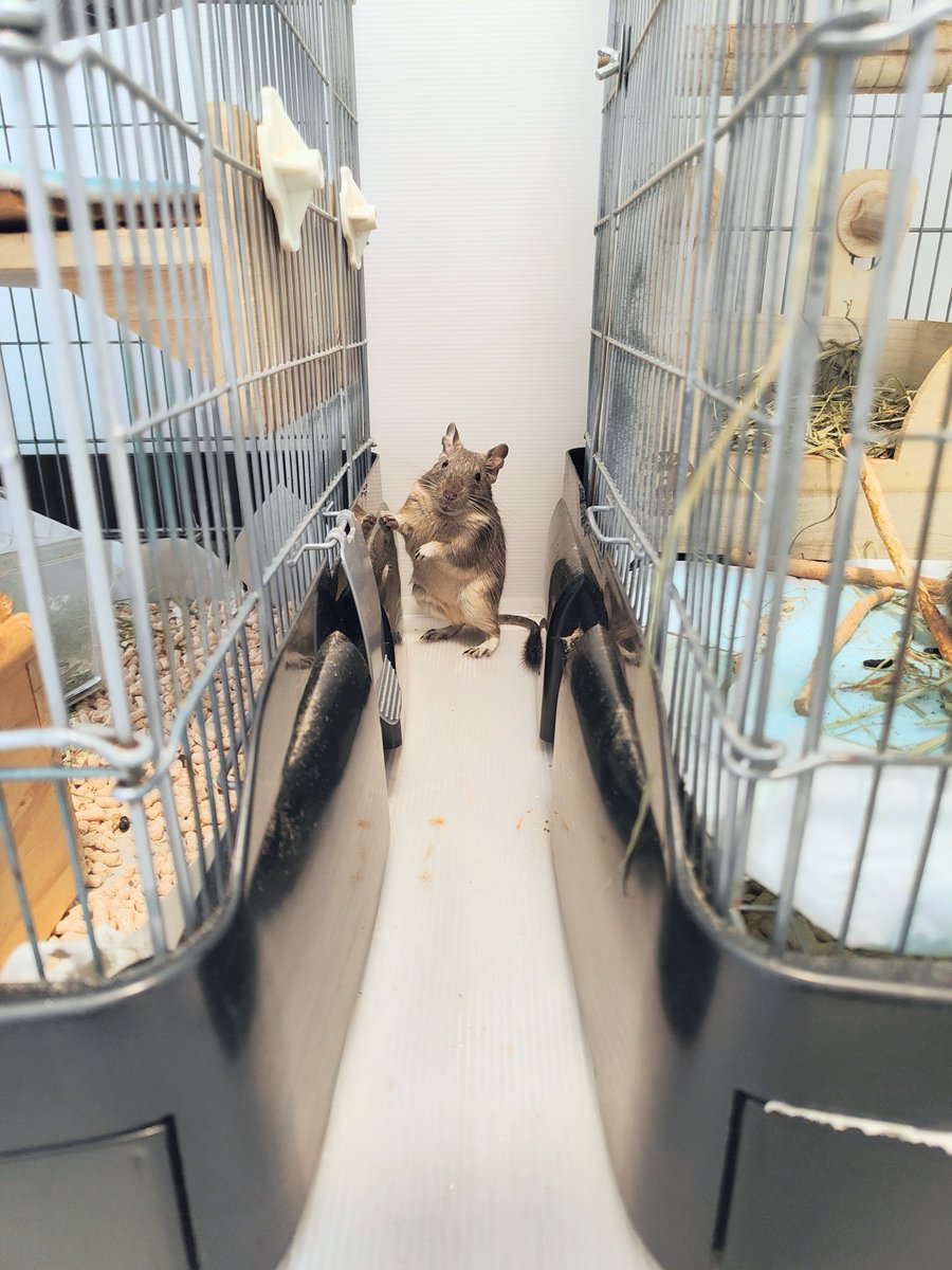 degu_potato's tweet image. 今日のめーちゃん