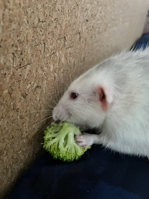 ブロッコリーを茎から食べるチュウなねずみ 