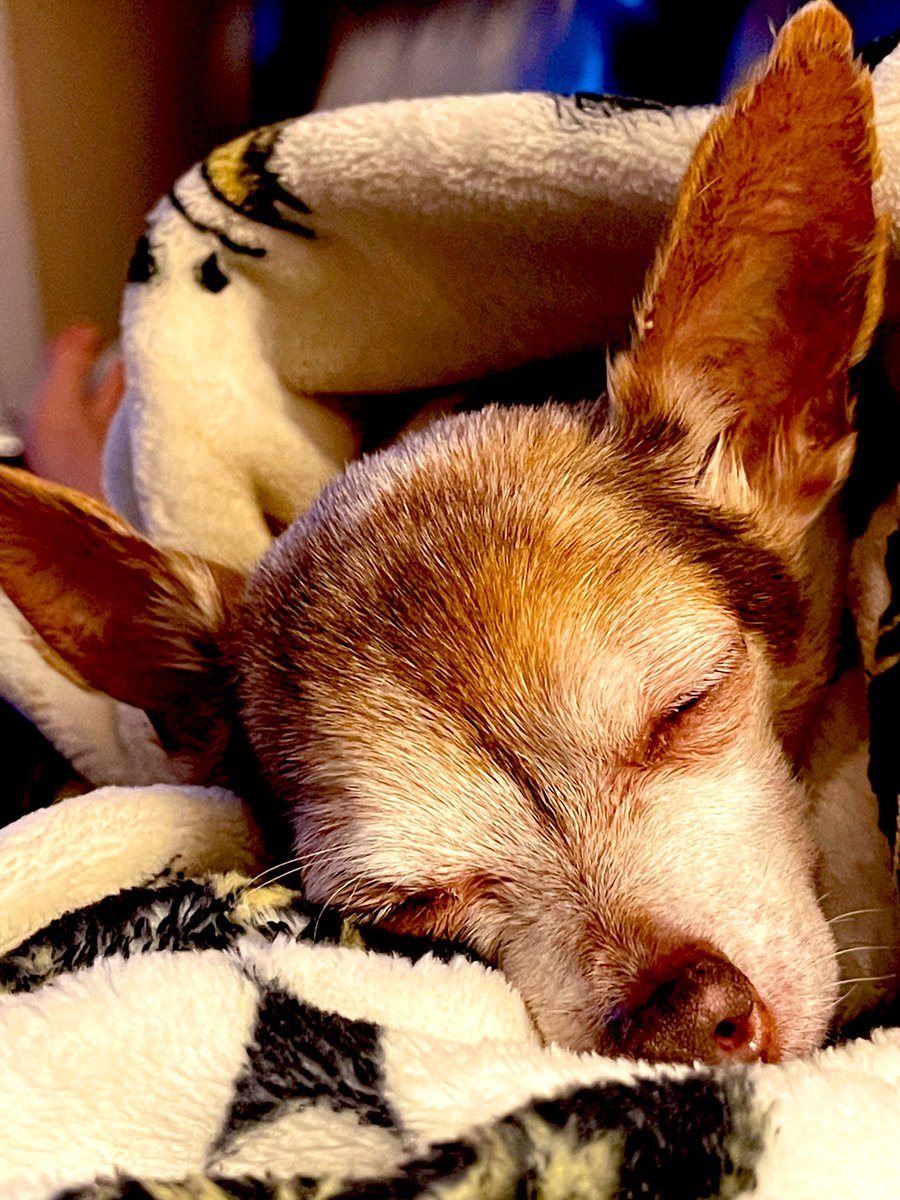 AdamJBerry's tweet photo. She is 17 1/2. She also had diarrhea three times in the car on our 5+ hour drive to Maine during terrible weather… we still love her. #mydogmaria #sleeybaby https://t.co/tWZXMe9ltT