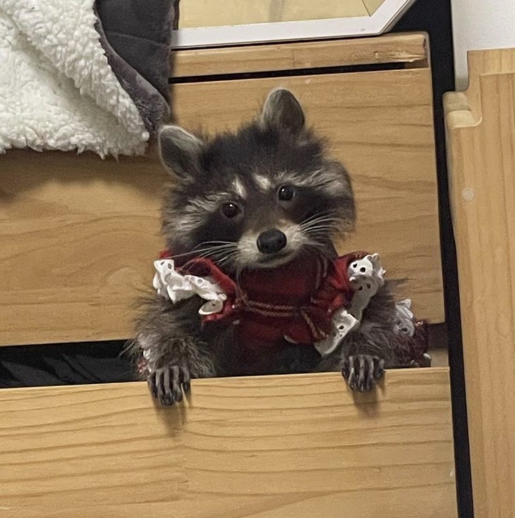 Raccoons Hourly (@raccoonhourly) on Twitter photo 