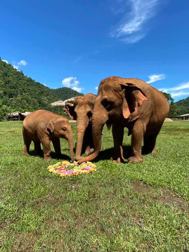 lifeatagoda's tweet photo. Another fun way Agodans give back!

A group of our Finance team members spent their Agoda Global Days Off at Elephant Nature Park, an elephant sanctuary in Chiang Mai, walking handicapped dogs and preparing an Agoda-themed tea cake for the elephants to enjoy.

#lifeatagoda https://t.co/jYUkve6q4U