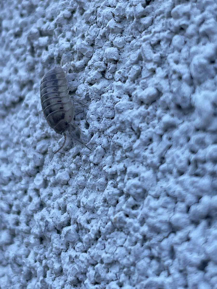 bugsofpa's tweet photo. Walky palky https://t.co/bAIgMX3ETn