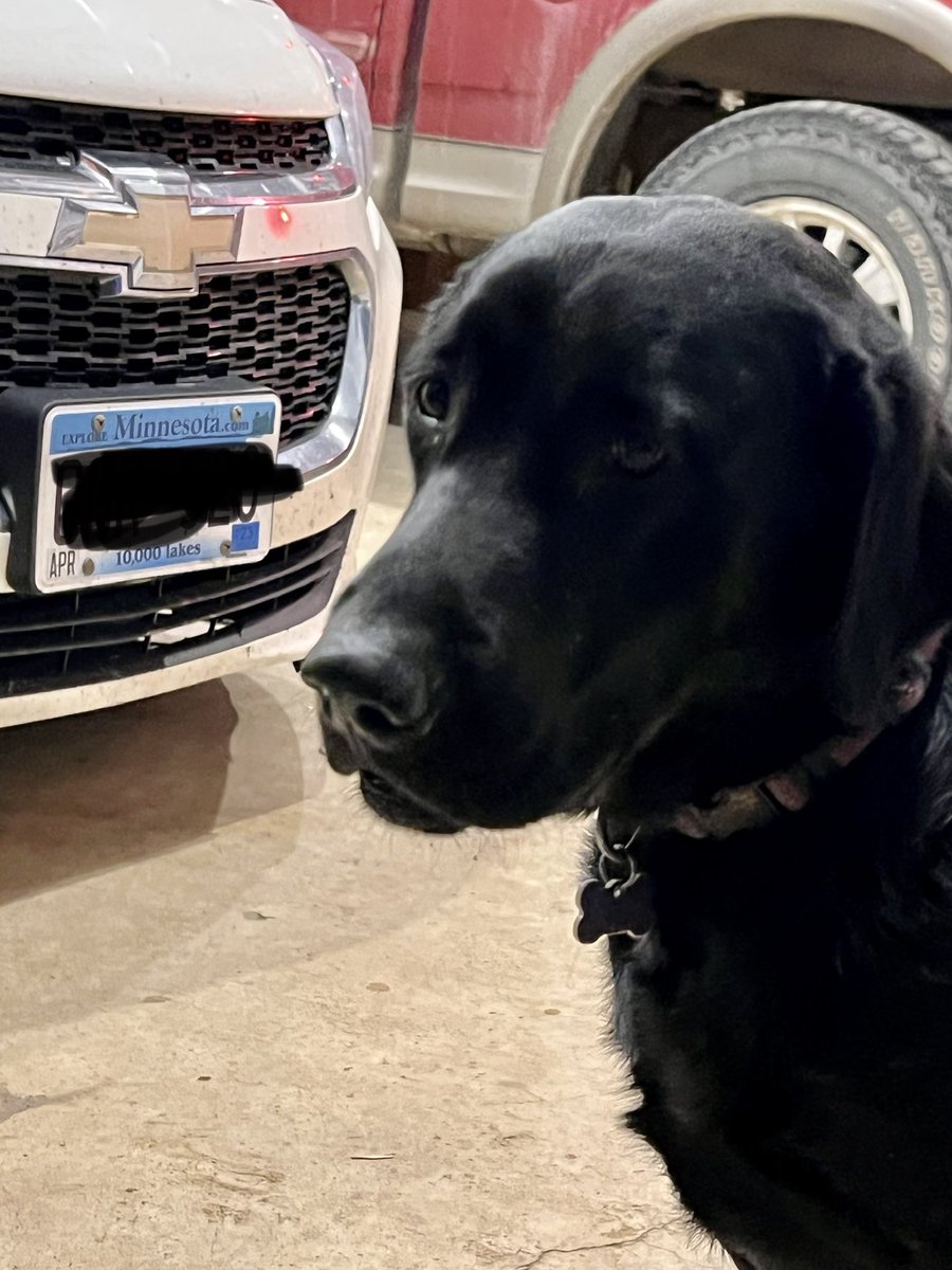 Gus_theblacklab's tweet photo. Guess where I was? Yea, I don’t know either. But I smell like manure. The family is REALLY mad at me. REALLY MAD. #goneforhours #pigmanure #badgus #freedomlost #gustheblacklab https://t.co/RvD8KfnnWG