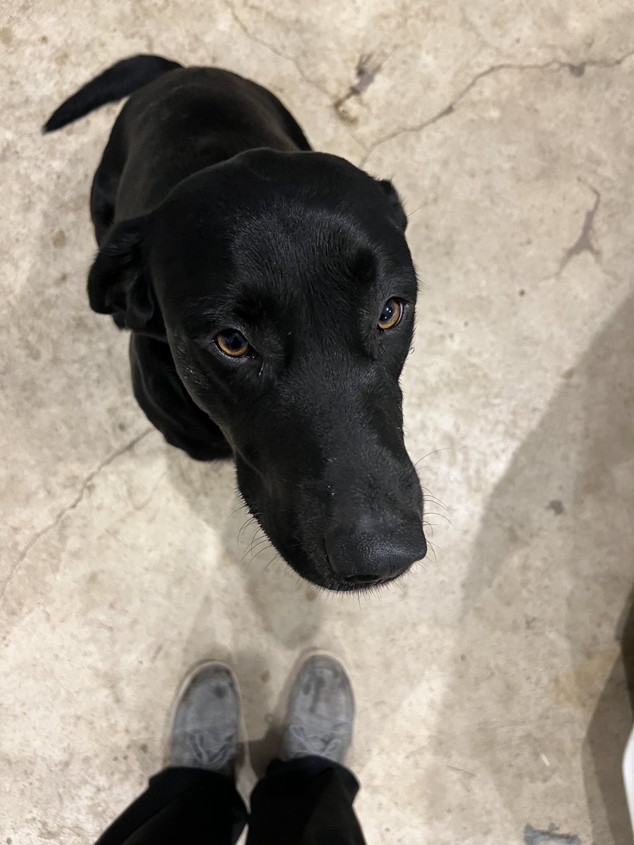 Gus_theblacklab's tweet photo. Guess where I was? Yea, I don’t know either. But I smell like manure. The family is REALLY mad at me. REALLY MAD. #goneforhours #pigmanure #badgus #freedomlost #gustheblacklab https://t.co/RvD8KfnnWG