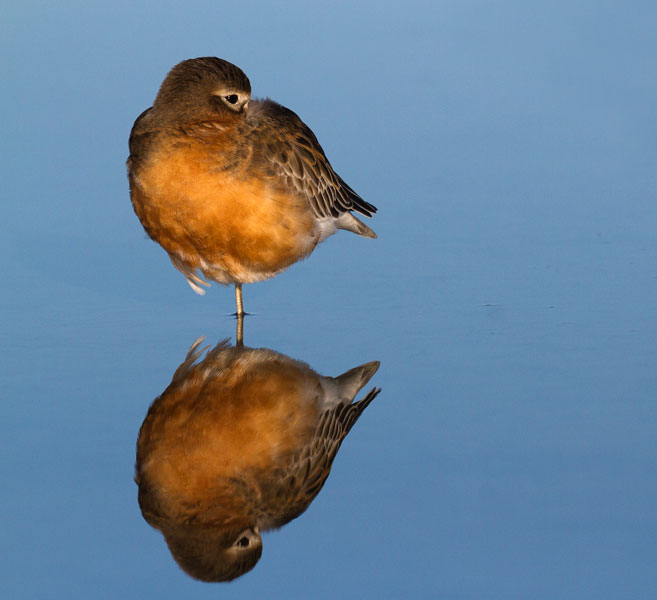 NZPhotofanatic's tweet photo. A Southern N Z Dotterel is taking time out at an idyllic secret luxury resort in prep for the big election starting on Monday. Please vote for the Southern New Zealand Dotterel in https://t.co/kPE7b67PhK #birdoftheyear #southernnewzealanddotterel #tuturiwhatu #forestandbird https://t.co/xiXpq2fP5m