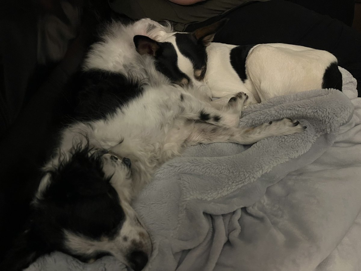 curiousgene's tweet photo. They don’t usually cuddle. It’s super cute. https://t.co/HjhVaztq0q