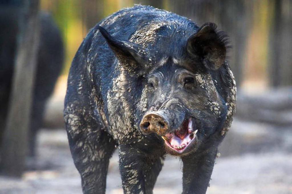 TKbarstool's tweet photo. .@utpbfalcons Fixin the eat these peanut butter motherfuckers #CommunityCollege https://t.co/QKI9mNVABr