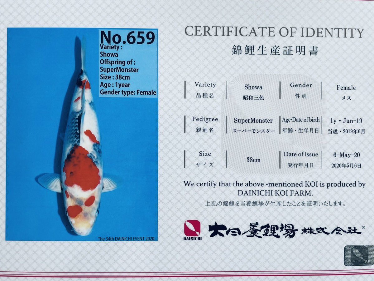 ヤフオクに一軍の特選立て鯉を出品します！
これからはヤフオクに良い鯉を出していこうと思います。