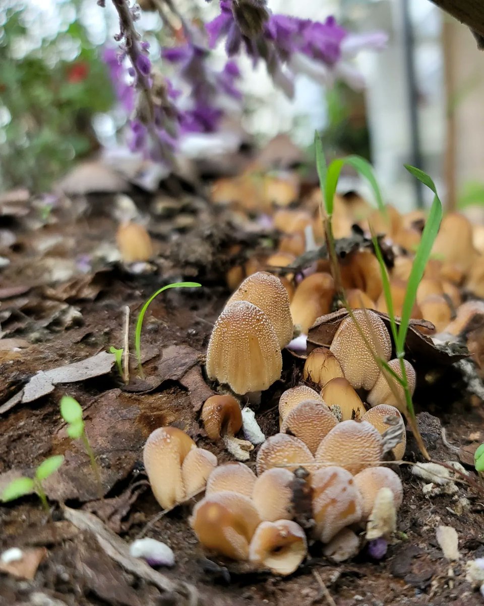 Mushrooms anyone? Stumbled across this while out with Ludo. Odd and really beautiful. ❤️🍄❤️
#mushrooms #urbanlife #naturelover #sfbayarea
