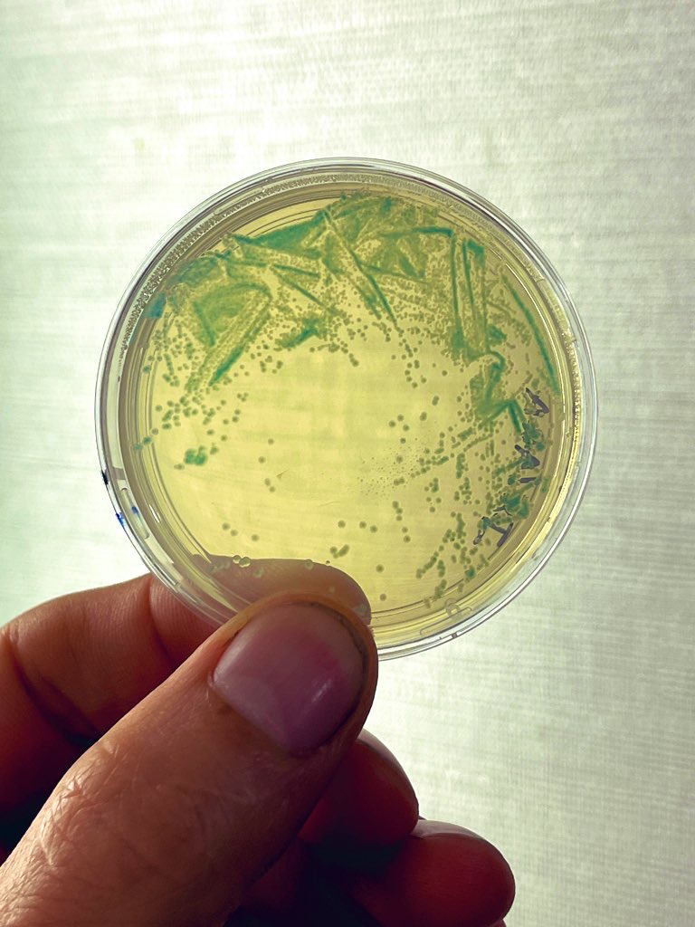 Damon_BioRad's tweet photo. What a great first full day at #cascience22. Helped 30
people edit the genome of E.coli with CRISPR-Cas9 using @BioRadEducation ‘s Out of the Blue CRISPR kit. After hours got to find lots of local mushrooms due to the monsoon! Come see some of them in the booth tomorrow! https://t.co/GDLL1ZUC9u