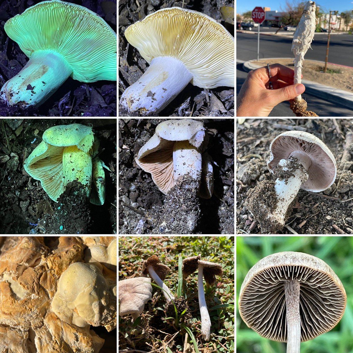 Damon_BioRad's tweet photo. What a great first full day at #cascience22. Helped 30
people edit the genome of E.coli with CRISPR-Cas9 using @BioRadEducation ‘s Out of the Blue CRISPR kit. After hours got to find lots of local mushrooms due to the monsoon! Come see some of them in the booth tomorrow! https://t.co/GDLL1ZUC9u