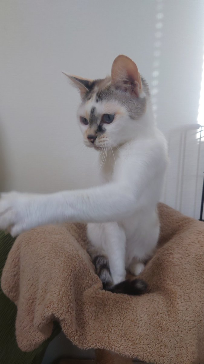 cat_yotuber's tweet photo. 猫の呼吸弐ノ型
ねこぱんち😺
#鬼滅の刃 #無限列車編 https://t.co/f1FZbfvAY6