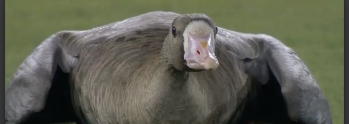 CandyDigital's tweet photo. Good luck goose - @Padres Win!!!
#TimeToShine https://t.co/GeFw0PmRbn