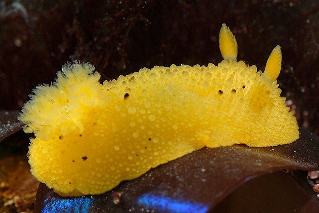 This is a sea lemon!
You may recognize them as a distant relative to the sea bunny !
They’re sea slugs that live on rocky shores. 
Fun Fact: sea lemons may not always be this color and tend to reflect the color of the sponges they eat 
Good things are coming to you soon ♡