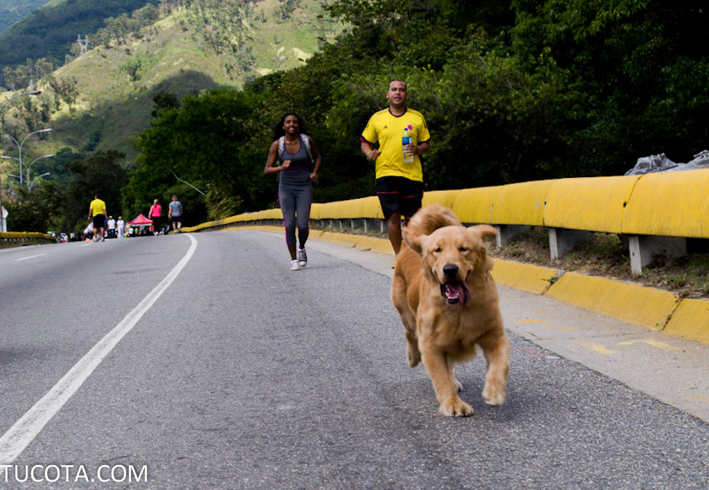 TuCota's tweet photo. Mascotas de la Cota Mil: El Golden Retriever - https://t.co/xFwOcvcf4V #cotamil #tucota #caracas https://t.co/8d3RSXlWsa