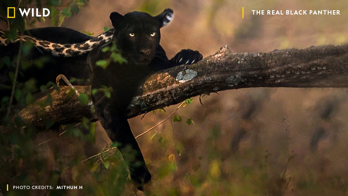 Invigilators during board exams be like. Pictured here is a black panther. The Kabini Forest of India fears its newest challenge as it emerges mightier than all others. As Saya traces its arc to power, follow him closely on The Real Black Panther, 17th Oct, 1 PM, on #NatGeoWild.