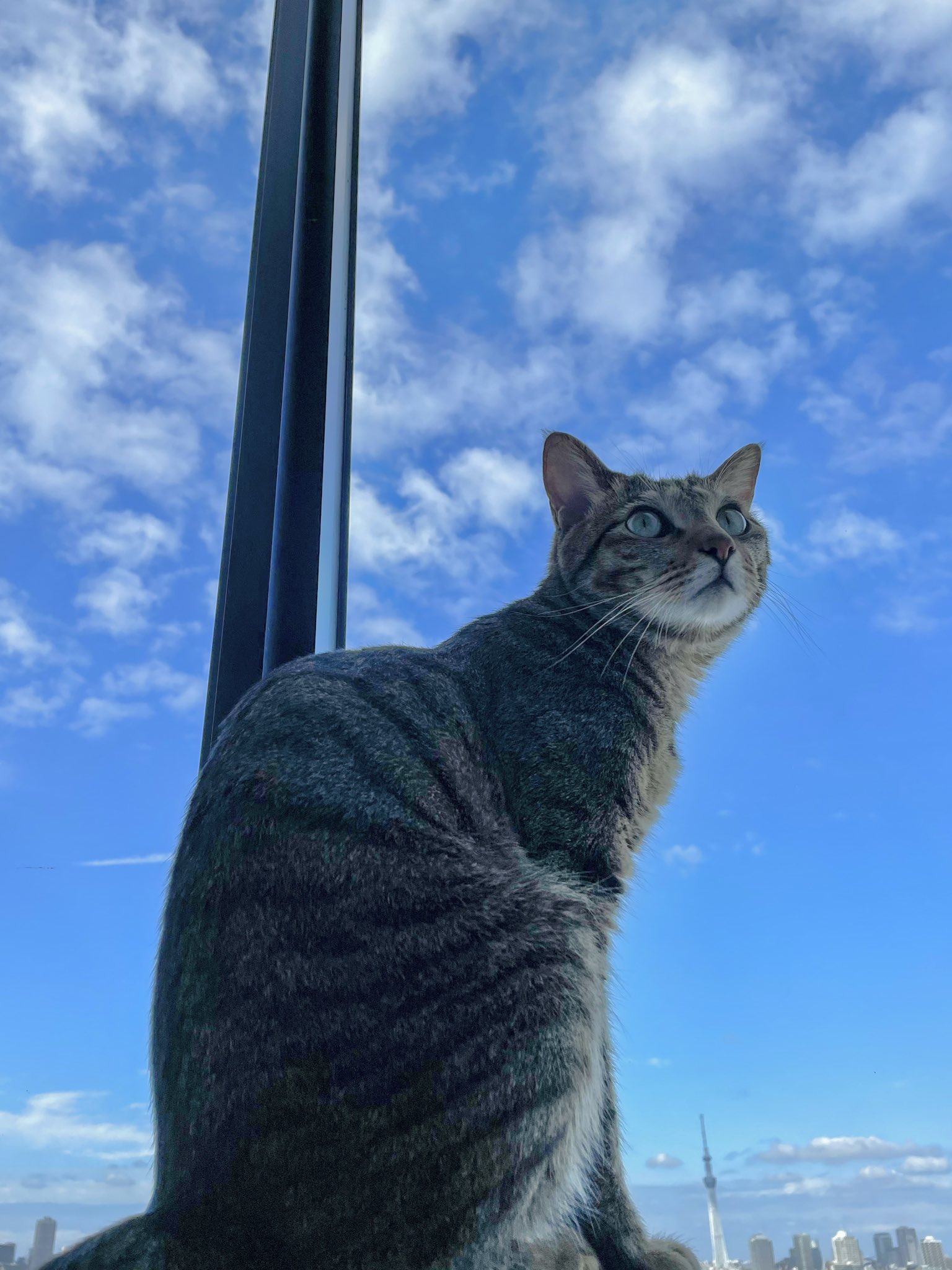 窓辺の猫 Twitter Search Twitter