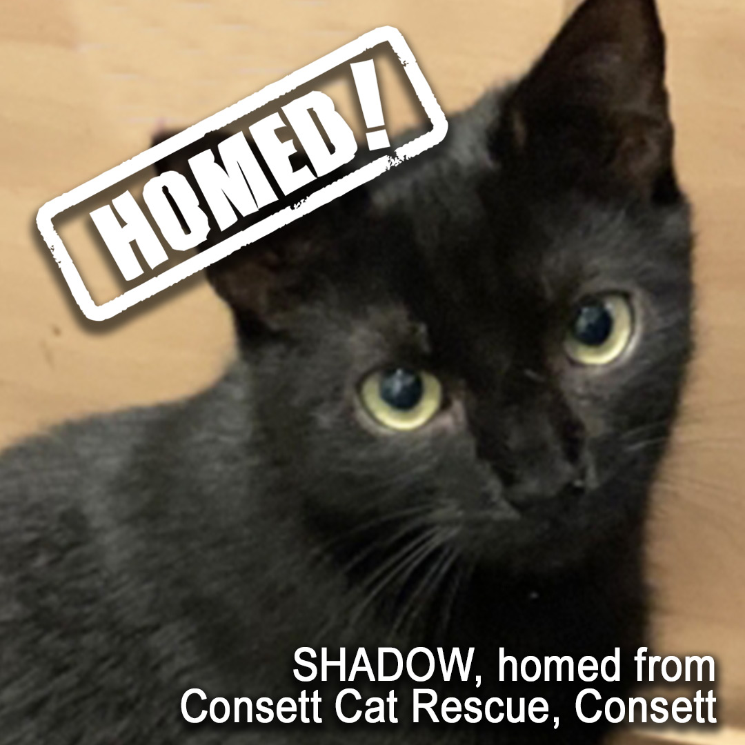 Happy #Caturday! This week’s good news comes from Consett Cat Rescue in Durham. Shadow was born to a feral mother and was very hissy and spitty at first (!) but has now found a forever home via Cat Chat. 
For more #HappilyRehomed cats, see: catchat.org/homed-cats/ind…
#AdoptDontShop