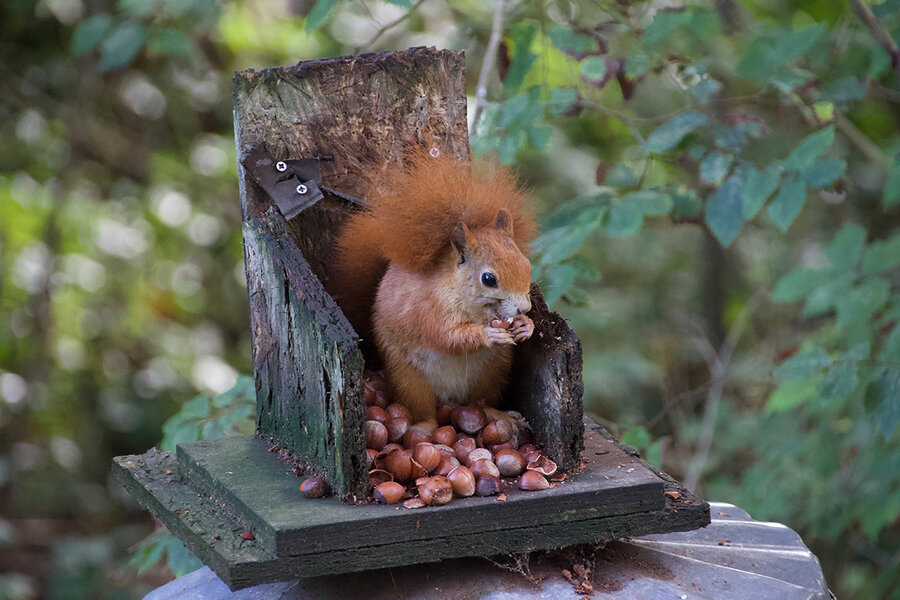CaraSantaMaria's tweet photo. Return of Nutkin: Red squirrels’ comeback in the UK. 🐿
#RedSquirrel #Animals #Squirrels #InvasiveAnimals #England #UK
https://t.co/OYKAcUc23G via @csmonitor https://t.co/t4Ma1Wg5nX