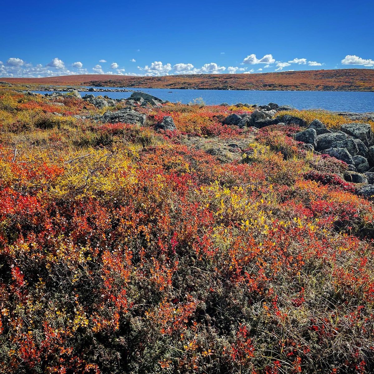 rainsharpe's tweet photo. Ohhhh my goodness, the Tundra in September was glorious. https://t.co/keF7M5Uugx