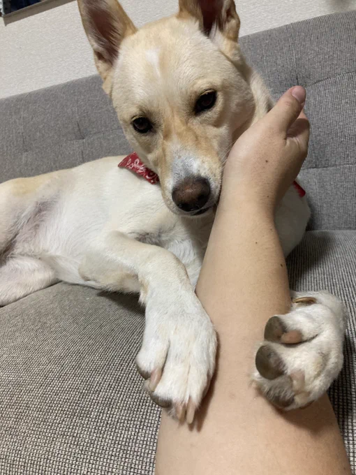 おもちりあん柔術 