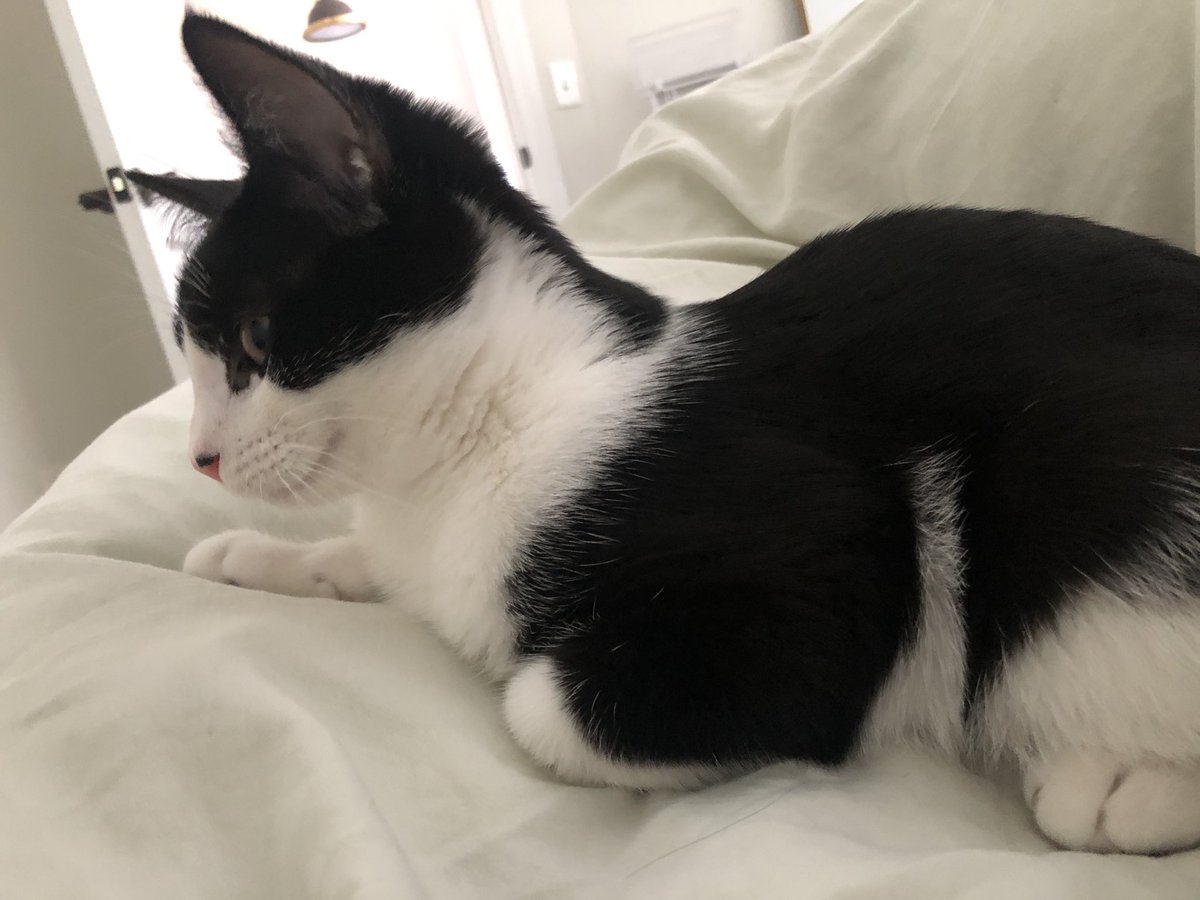 meredithdever's tweet photo. i just get on here to share pictures of my cat https://t.co/irC16Iq7Wb