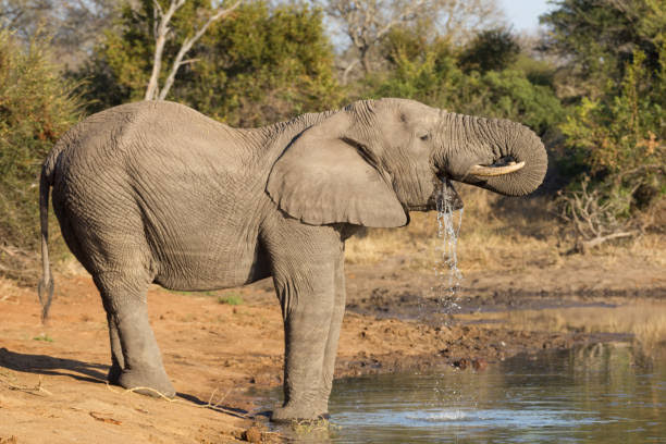 armarialeo's tweet photo. #SaveElephants #savetheplanet  #SaveTheWilds #SaveSholaforests 
#Savekodai #Sholaikuruvi #Savewesternghats #Palanihills #ivansatheesh 
.
. https://t.co/8C6MRIxQSD https://t.co/4vGwUtxXtf
