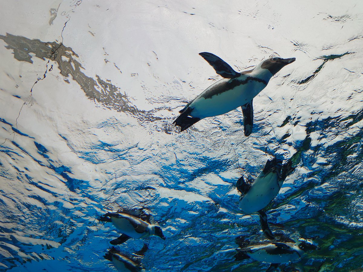 HACHIdaWan's tweet photo. #サンシャイン水族館 🐧🦭🐬🦈🐟🐠🦩🪸に行ってきました
空飛ぶペンギン🐧、頭上を泳ぐアシカ🦭、昼寝をするカワウソ🦦など可愛い生き物ばかり！💞
お土産はカワウソ🦦の鍋敷きとマハロちゃんのワッペン 
年間パスだと２回で元が取れる上に割引・優待サービスがいっぱいでお得です✨ https://t.co/WFQXjbuavf