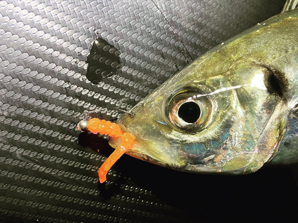 wocadaaa's tweet photo. 潮が効くタイミングで、大連発🎣
#gamakatsu #luxxe #宵姫華 82H
#daiwa #luvias LT2500XH
#LIVRE #wing92
#xbraid #アップグレードx8ペンタグラム 0.4号
#seaguar #グランドマックス 1.75号 2号
#arukazikjapan #シャローフリークエクスパンダ
#土肥富 #odz #レンジクロスgiga
#レベロク #p_tail55 https://t.co/m6lUxnnZdn
