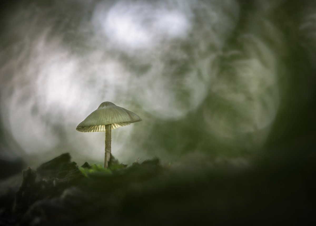 Happy #MushroomDay to all our photographers! 🍄 Tweet us your photos and let's see how many mushrooms we can collect... 📷 marja.photo | bit.ly/3UFTDCt OM-D E-M10 Mark III M.Zuiko 40-150mm F2.8 1/50s | F2.8 | ISO 200