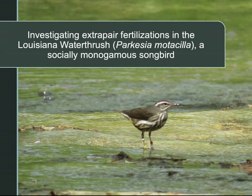 jatmasphere's tweet photo. I’m so happy I was able to present my thesis research at the Association of Field Ornithologists centennial conference today in Plymouth, MA! 

#afo100 #fieldornithology @FieldOrnith https://t.co/TyTbZVtgZI