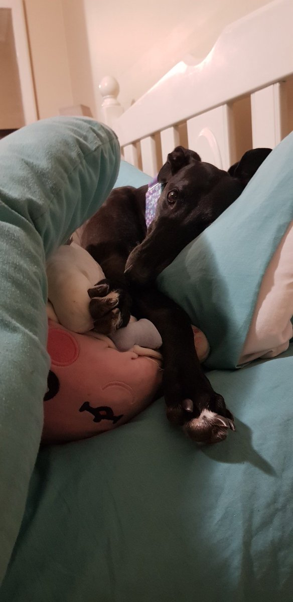 AussieWonbebe's tweet photo. I have been away for a long time! Getting married, adopted a dog and still love MX. This is my best boy Illidan https://t.co/u7gUO3jxsv
