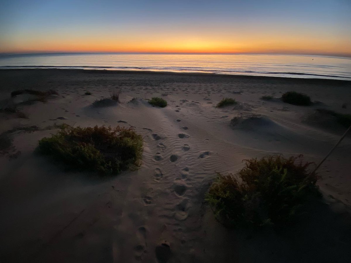 JoseLSaezPastor's tweet photo. Buenos días y feliz fin de semana desde las playas naturales de #Guardamar Seguimos disfrutando de temperaturas y ambientes muy agradables #Deporte #MedioAmbiente #Naturaleza #Playas #Gastronomía #Cultura #Patrimonio #Comercio #Servicios #CalidadVida @GuardamarTurism https://t.co/VnLRHJdbcw