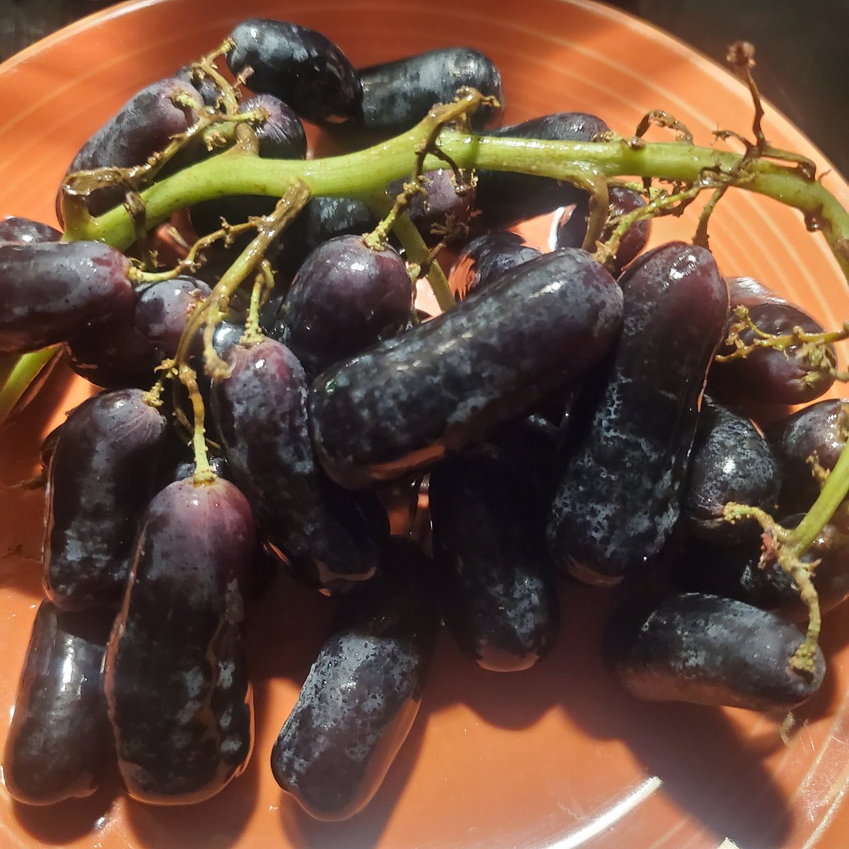 CupcakeyHall's tweet photo. The look on @z0mb1g33k face when he woke up and I had these grapes dangling in his face before his 1st coffee 😳😜
#grapes #notbeforecoffee #penisonavine https://t.co/hrFCUtSUZ0
