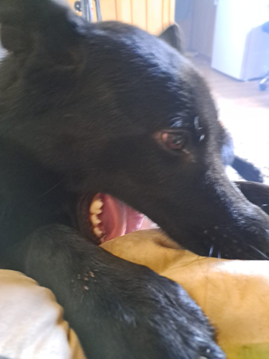 PupdateTia's tweet photo. Hello everypawdy. Tia here with a pupdate.   I'm rather upset at the moment but I know you will understand. The hooman is being very unreasonable. 

https://t.co/eZkYQfNy7C https://t.co/pSGmjQqMBO
