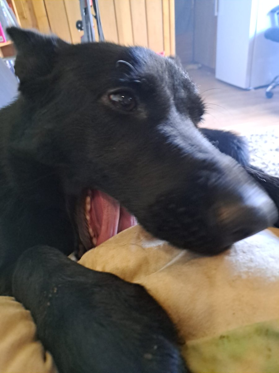 PupdateTia's tweet photo. Hello everypawdy. Tia here with a pupdate.   I'm rather upset at the moment but I know you will understand. The hooman is being very unreasonable. 

https://t.co/eZkYQfNy7C https://t.co/pSGmjQqMBO