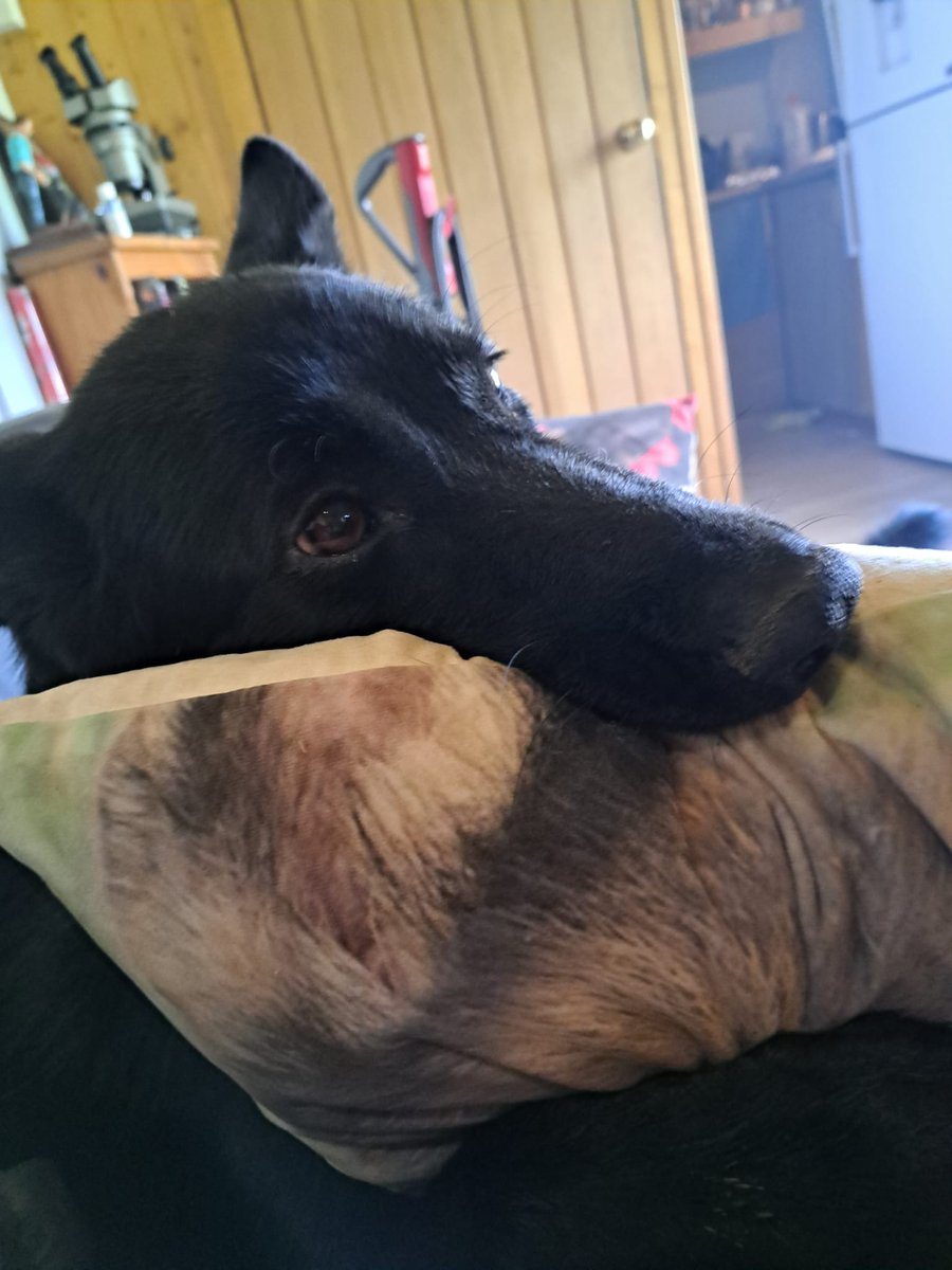 PupdateTia's tweet photo. Hello everypawdy. Tia here with a pupdate.   I'm rather upset at the moment but I know you will understand. The hooman is being very unreasonable. 

https://t.co/eZkYQfNy7C https://t.co/pSGmjQqMBO