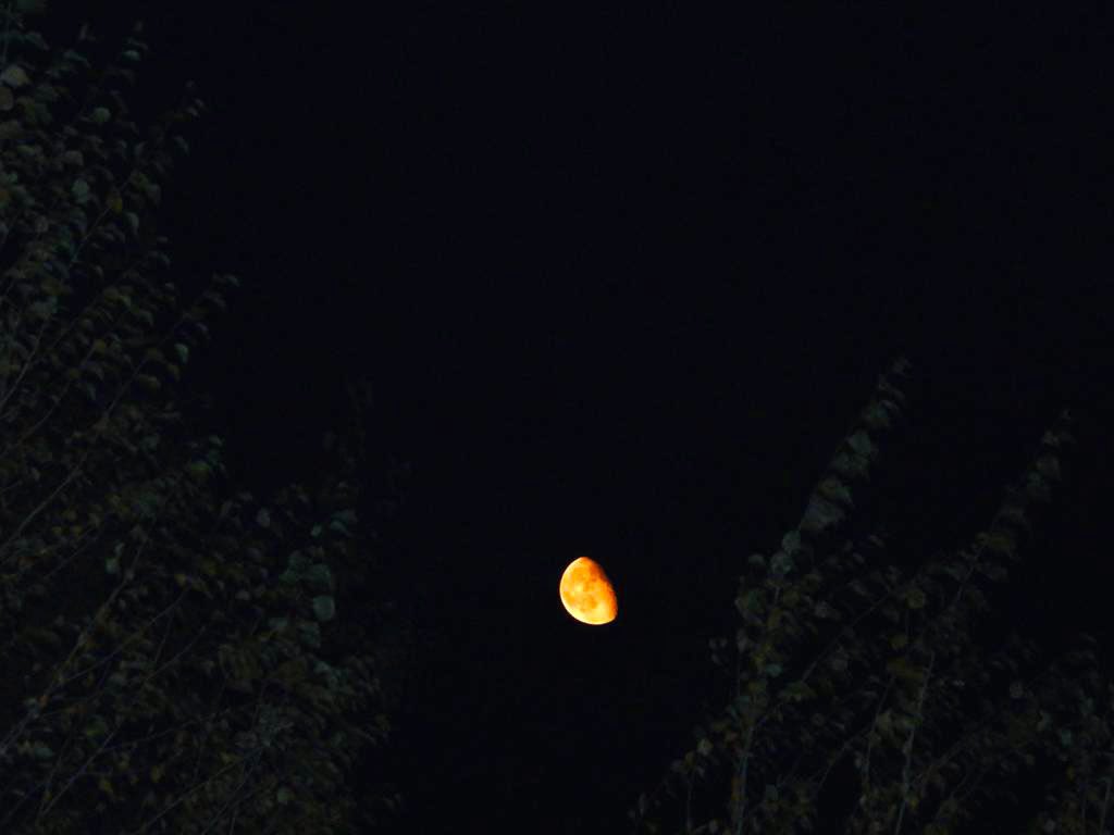 LinaBuenoLopez's tweet photo. #LunaDeHoy 
Así lo que queda de la luna de octubre, ya casi en cuarto menguante (17 oct)
#QueIntensa 
como de sangre! 
@kioscomayor @YolaGonzalez @JesusVillegasG @CortedeCajaMX @65fontesSony @OmarCardenass https://t.co/dq1LXAtG6d