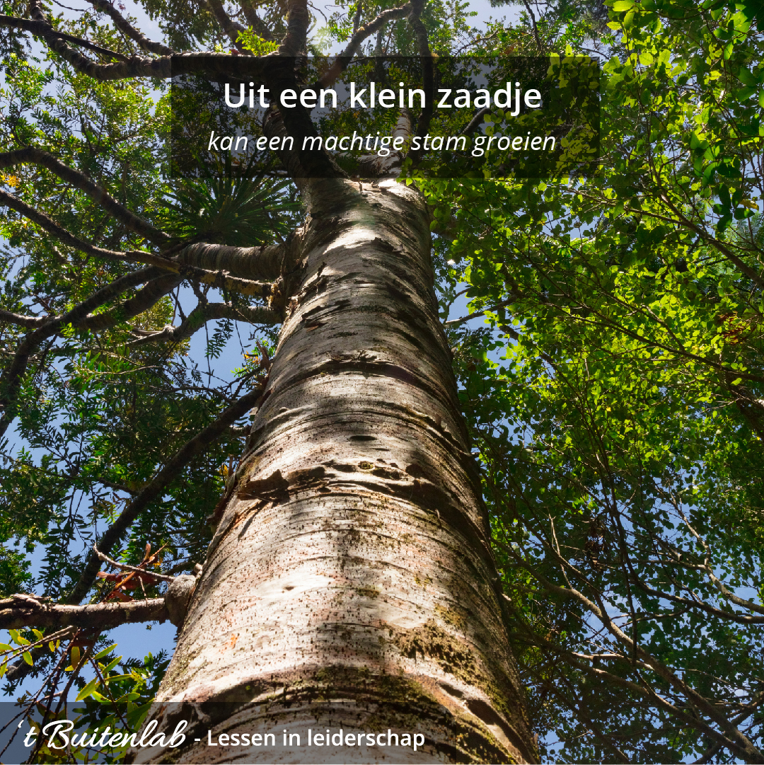 Liavanloo's tweet image. Uit een klein zaadje kan een machtige stam groeien...

#spreuk  #zaadje #groeien #vitaliteit #buitenlab #resultaat