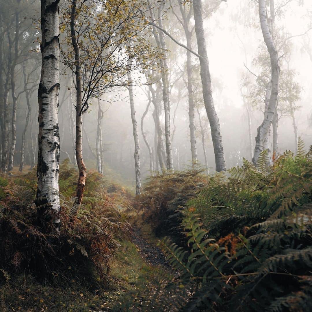 The birch woods at Bolehill above Hathersage have such a quiet, still magic on misty autumn mornings that they feel a bit bewitched. I find that I creep about, hardly daring to make a sound, and I can't stop myself from glancing back over my shoulder every few paces....