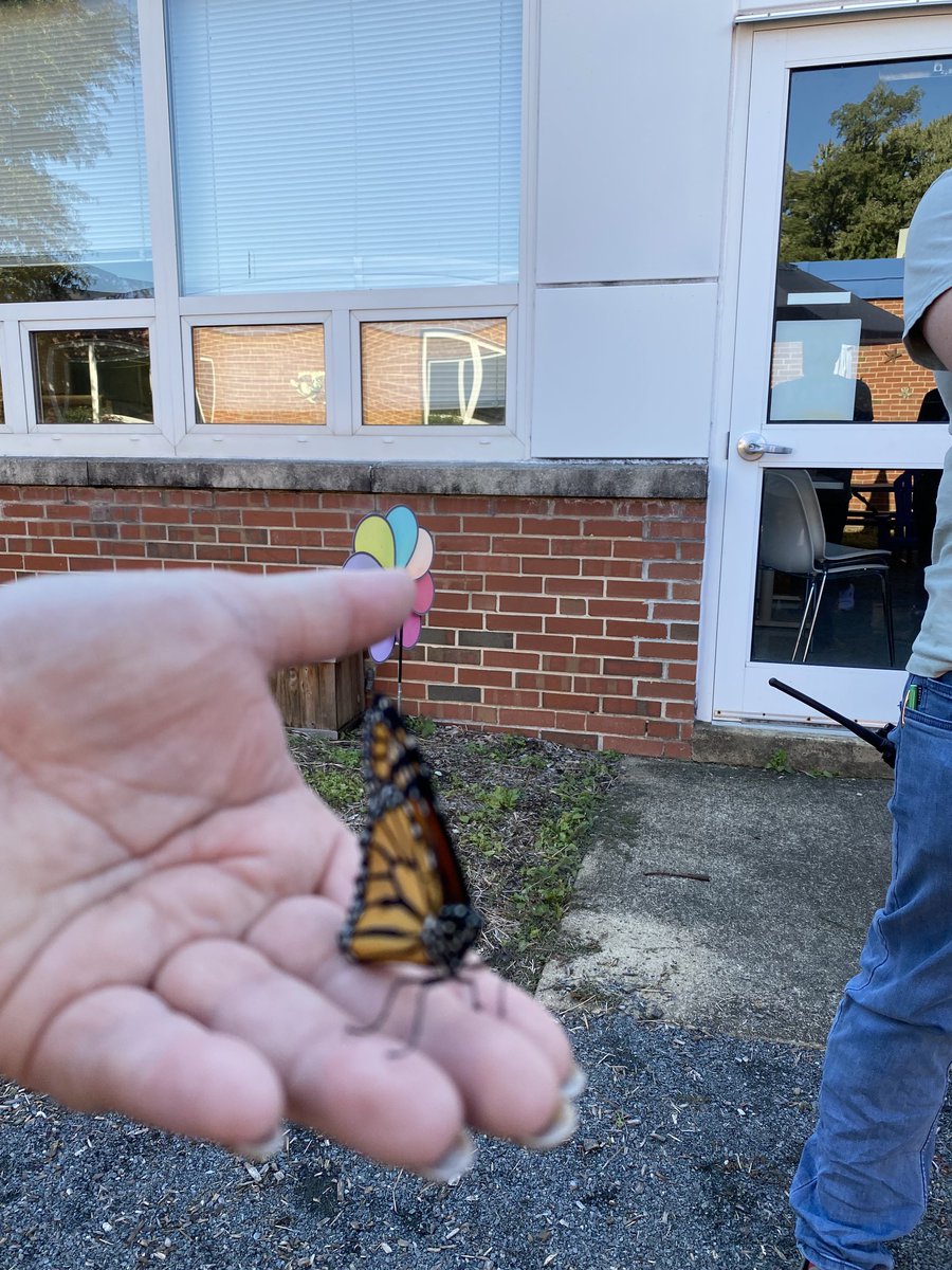 Principal Kirkpatrick (@principalkirkp1) on Twitter photo 2nd graders learned about the life cycle of the monarch, watched them go through stages of development and they were ready to release late in the day. <a href="/CES_FCPS/">Chesterbrook ES</a> 2nd graders learned about the life cycle of the monarch, watched them go through stages of development and they were ready to release late in the day. <a href="/CES_FCPS/">Chesterbrook ES</a>